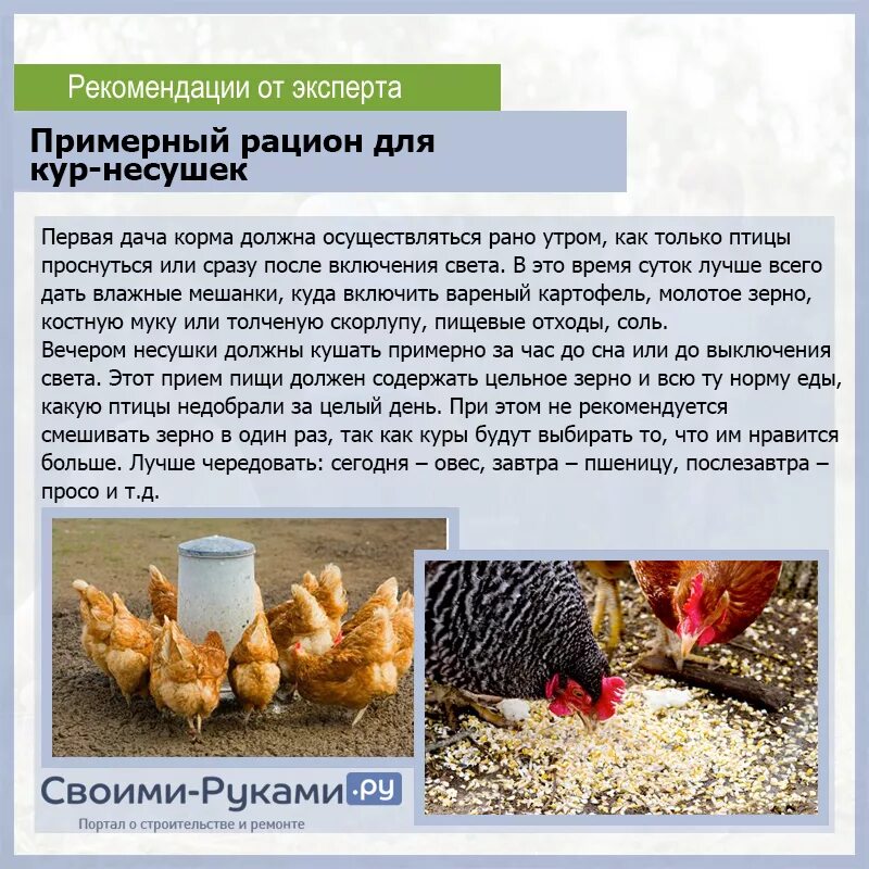 Домашние куры кормление. Рацион кур. Корм курам несушкам. Кормление кур несушек в домашних условиях. Корм для курей несушек в домашних условиях.