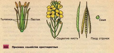 Соцветия семена плоды