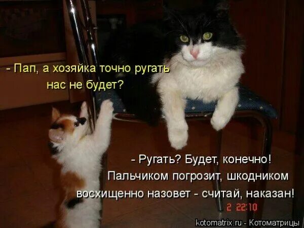 Хозяйка ругает кота. Она не будет меня ругать. Она не будет меня ругать. Она не будет меня ругать. Анекдоты про тебя.