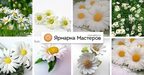 Садко ромашки