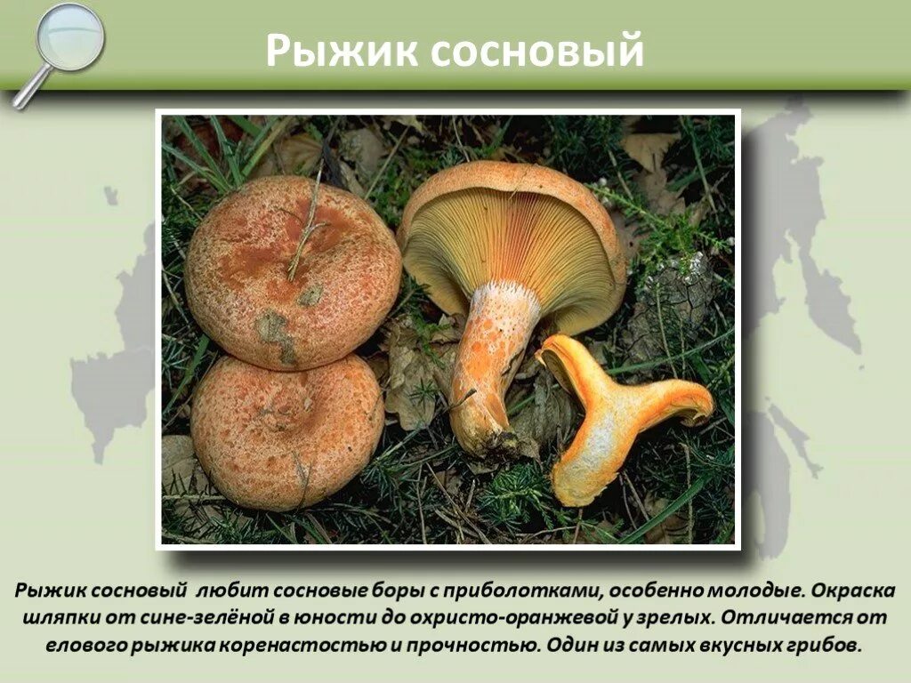 Определите тип питания рыжик настоящий береза белая. Рыжик сосновый. рыжик сосновый тип питания. гриб рыжик описание. способ питания рыжика.