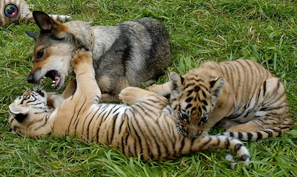 дружба животных. разными животными 18. разными животными 18. странная дружба животных. дружба животных.