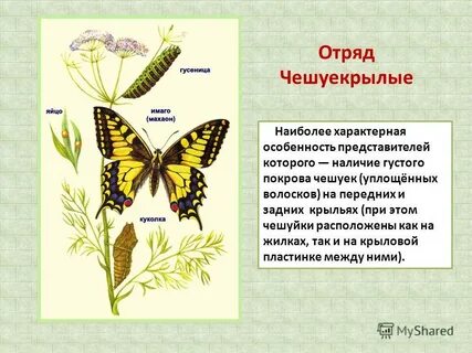 Особенности чешуекрылых
