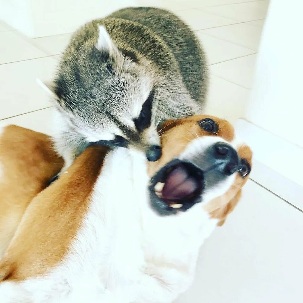 Еноты обнимаются. Собачки обнимаются. Енот обнимает собаку. Енот обнимает. Семья енотов.