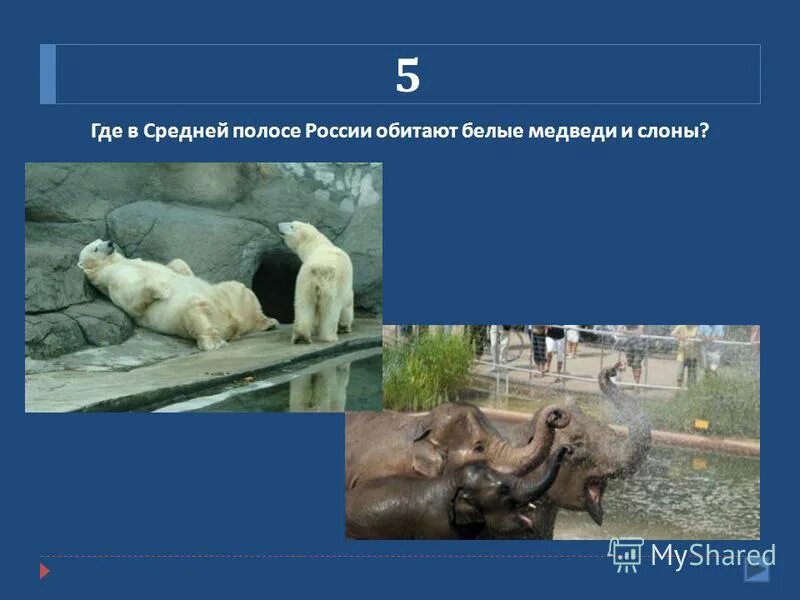 Где обитают белые медведи на каком материке. Где водятся белые медведи в России. Где обитают белые медведи в России. На каком материке обитает белый медведь. Слон и белый медведь.