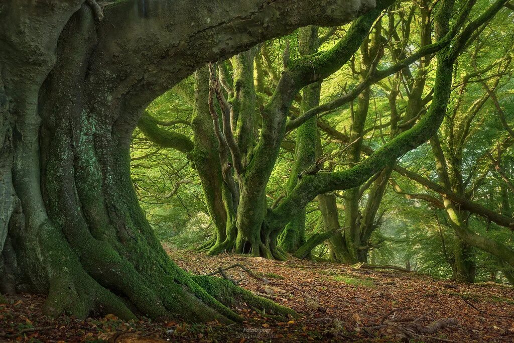 Deep in the woods. Лусса Вуд Шотландия. Бирнамский лес Шотландия. Буковые леса Шотландии. Каледонский лес Шотландия.