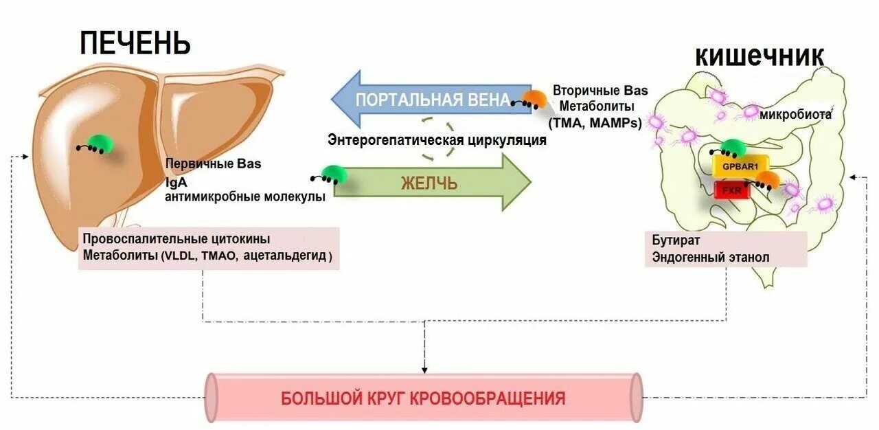 Печень и кишечник образуются. Кишечник и печень взаимосвязь. Ось кишечник печень мозг. Печеночно-кишечная ось.