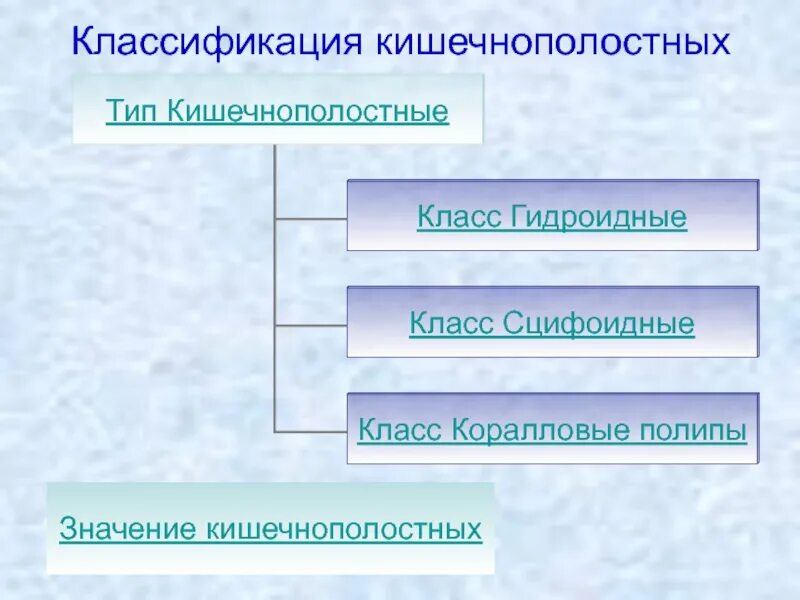 Кишечнополостные примеры 8 класс Морские кишечнополостные презентация 97 фото