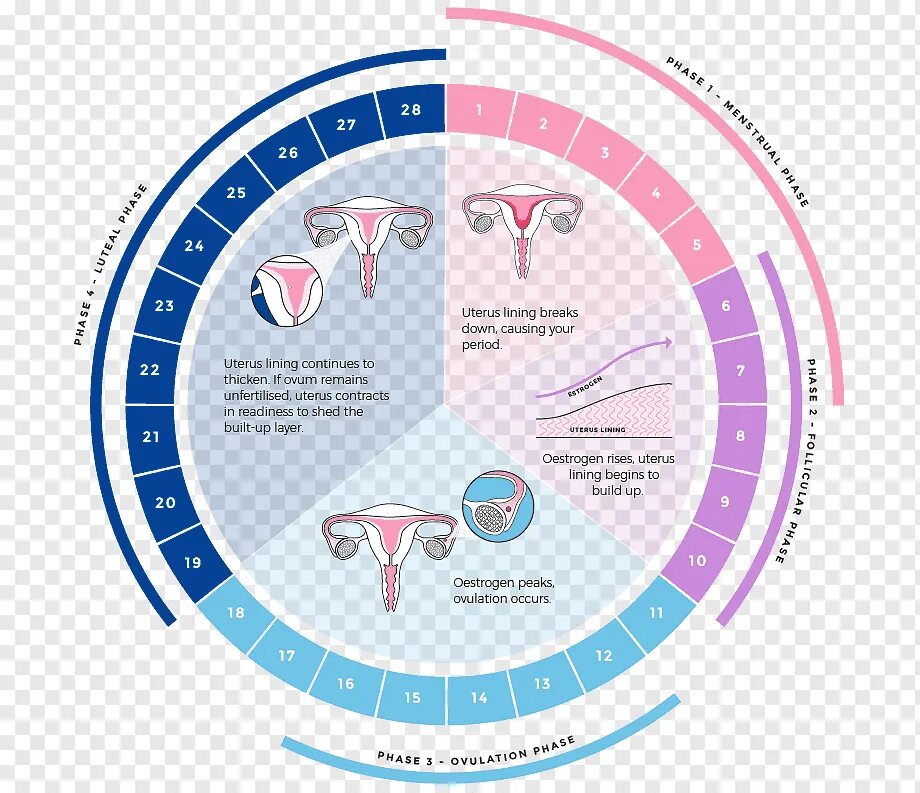 Какой забеременеть при месячных. Цикл менструационного цикла. Менструальный цикл картинки. Чашка для менструационного цикла. Менструальный цикл круг.