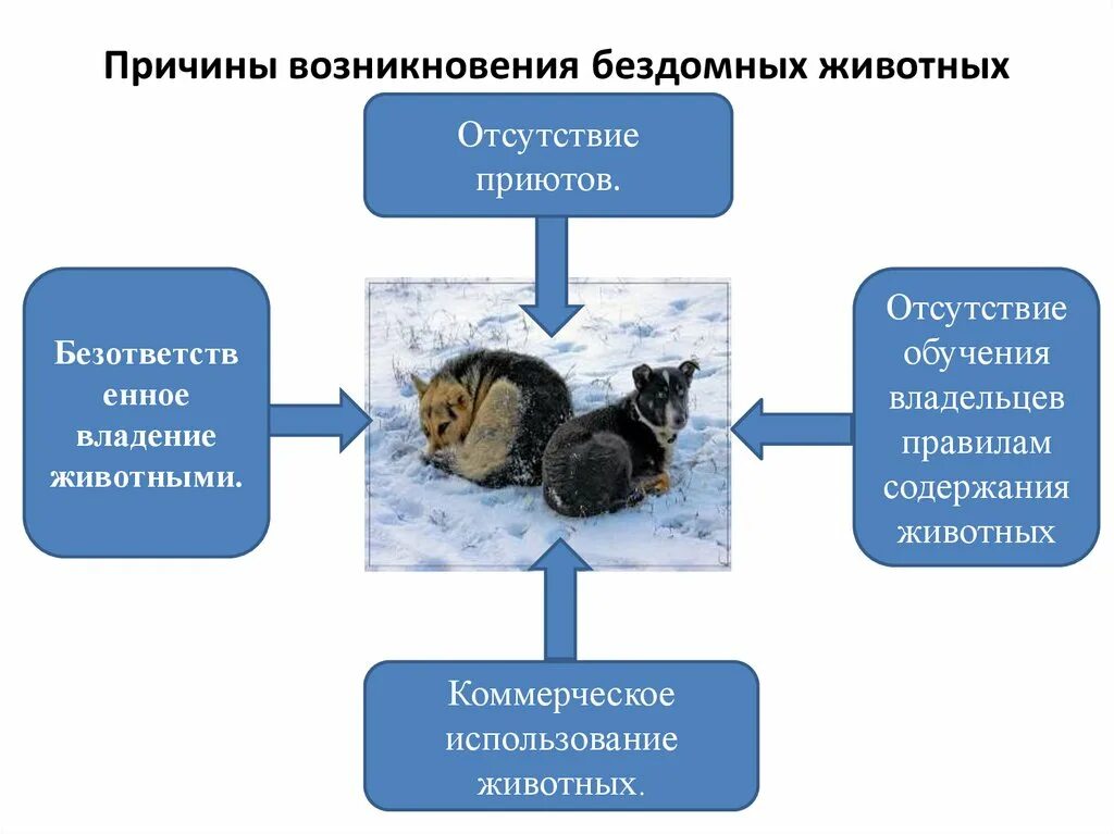 Причины появления бездомных. Причины появления бездомных животных таблица. Причины появления бездомных животных. Бездомные животные причины появления. Причины возникновения проблемы бездомных животных.