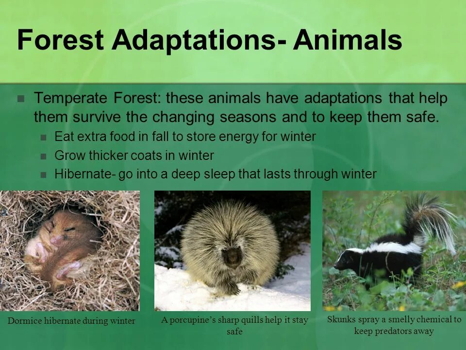 Rainforest animal adaptations. Animal adaptation. Forrest animals. Adaptation перевод на русский. Habitat help