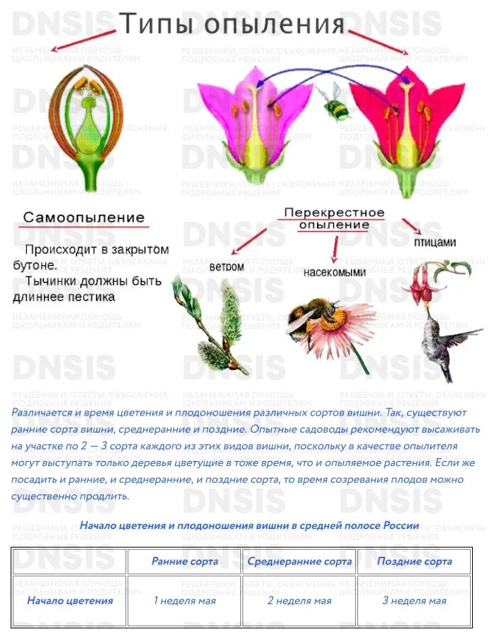 Схема самоопыления хвойные