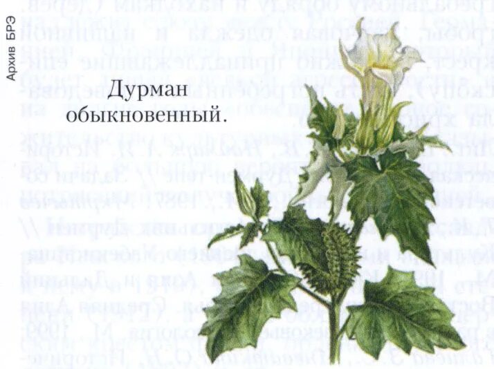 дурман особенность внешнего строения. датура дурман белый. дурман обыкновенный растение. дурман обыкновенный фармакогнозия. дурман особенность внешнего строения.