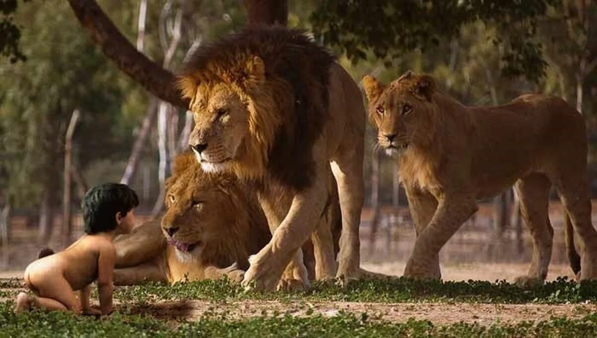 Лев Маугли. Лев в джунглях. Дикие животные и человек. Дети воспитанные дикими животными. Воспитана львом