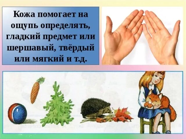 Определение на ощупь предметов. Определение предметов на ощупь. гладкий предмет или шершавый. задания определение на ощупь предметов. учить детей различать предметы на ощупь.