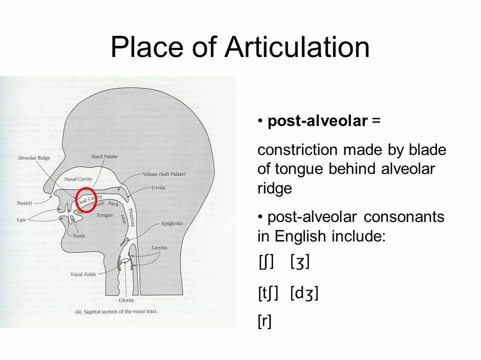 Alveolar consonants. Place of articulation. Alveolar consonants in English. Alveolar Ridge.