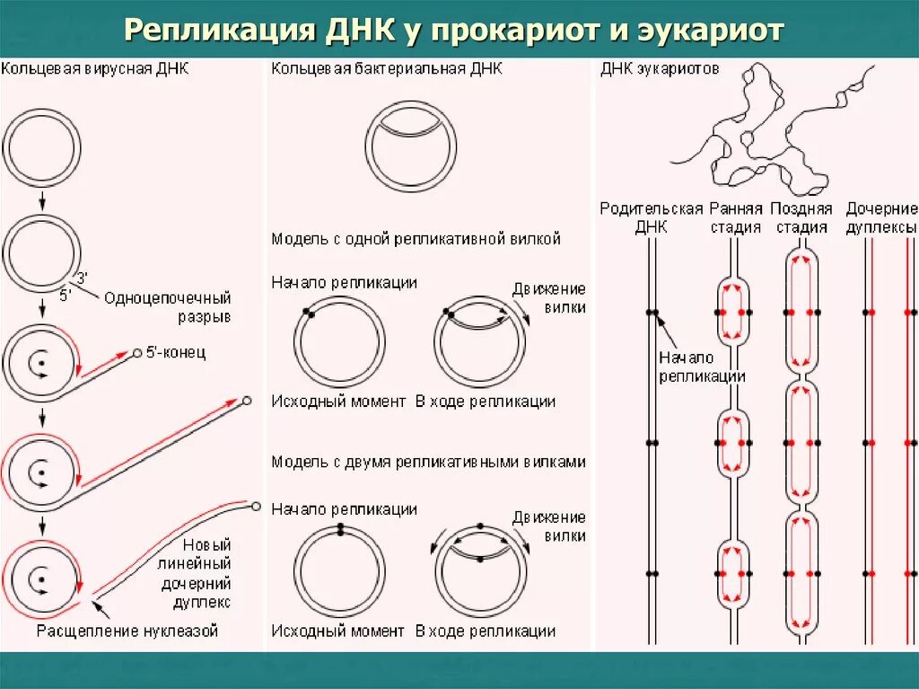 Фермент вилка. Репликация ДНК У прокариот схема. Схема репликации ДНК эукариотических клеток. Схема репликации ДНК эукариот. Репликация ДНК У прокариот.