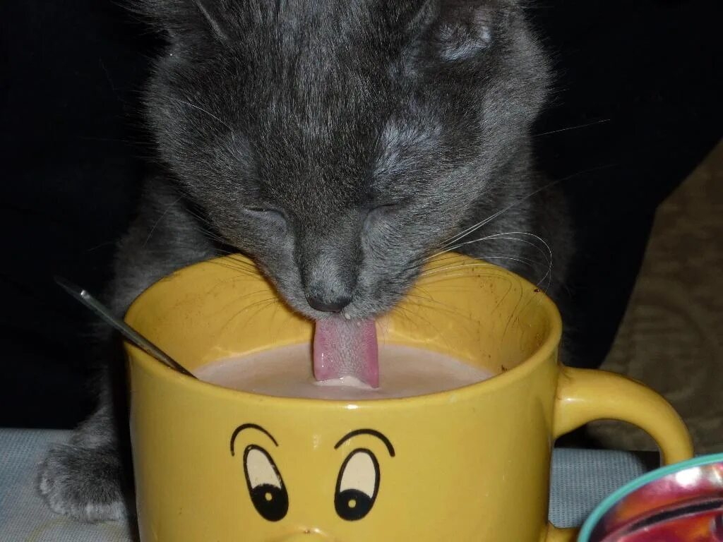 Кот и чай. Котенок с чаем. Кот с чашкой чая. Кот пьет чай. Кофе кис
