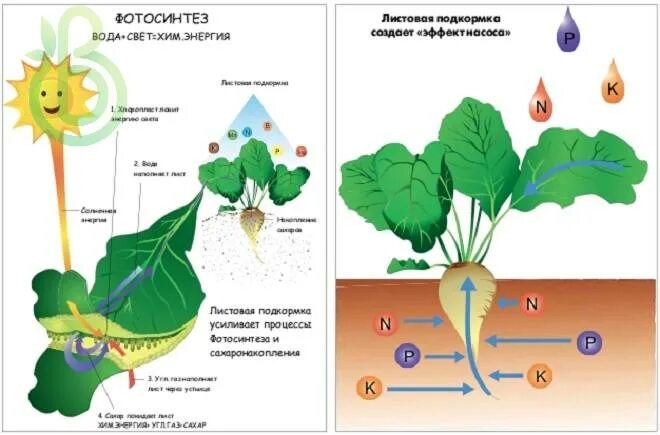 Путь фотосинтеза в воде. Поглощение питательных веществ корнями растений происходит. Минеральное питание растений. Минеральное питание растений схема. Оптимизация минерального питания растений.