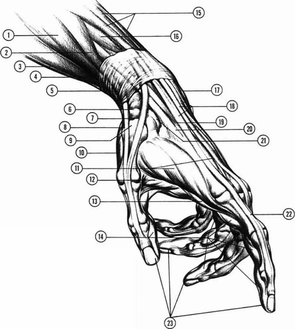 Строение руки рисунок. Кисть руки анатомия строение мышц. Мышцы предплечья пластическая анатомия. Мышцы кисти пластическая анатомия. Рука анатомия строение.