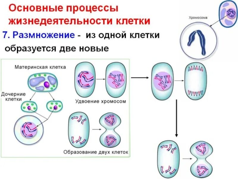 Какая наука изучает рост клетки. Жизнедеятельность и размножение клеток кратко. Биология 5 класс основные процессы жизнедеятельности. Процессы жизнедеятельности клетки 5 класс биология. Процессы жизнедеятельности клетки таблица.