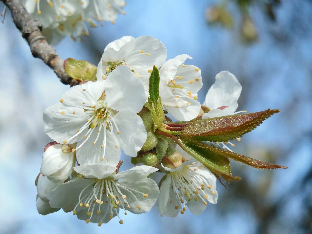 Вишня белая вишня. Вишня белая вишня. Белым белым бела вишня. Белым белым бела вишня. Белым белым бела вишня.