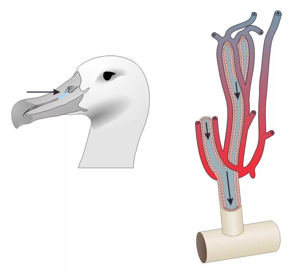 Солевые железы у пресмыкающихся. Солевые железы. Копчиковая железа у птиц. Копчиковая железа у птиц. Солевые железы морских птиц.