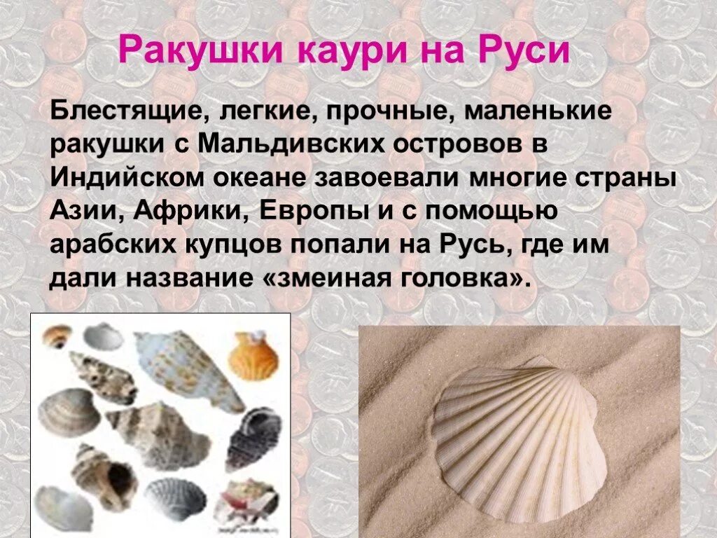 История ракушки. Раковины моллюска Каури. Раковины Каури деньги на Руси. Ракушки Каури на Руси. Презентация на тему ракушки.