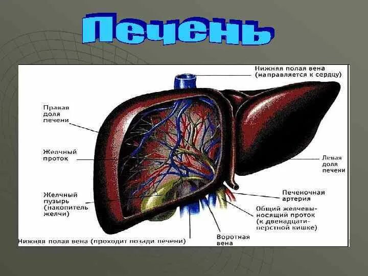 Какая вена в печени. Воротная Вена печени анатомия. Анатомия нижней полой вены и печени. Нижняя полая Вена и печень.