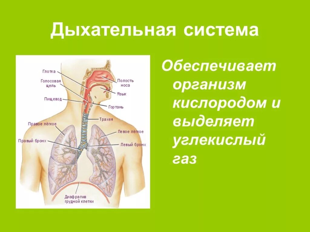 Презентация как работает наш организм 3 класс. Система органов дыхания человека 3 класс окружающий мир. Окруж мир 4 кл дыхательная система. Система органов дыхания человека 8 класс. Органы дыхательной системы человека 4 класс.