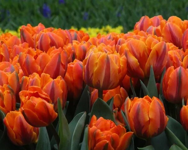 Free Images : blossom, petal, bloom, tulip, red, flora, flower bed, spring flowe