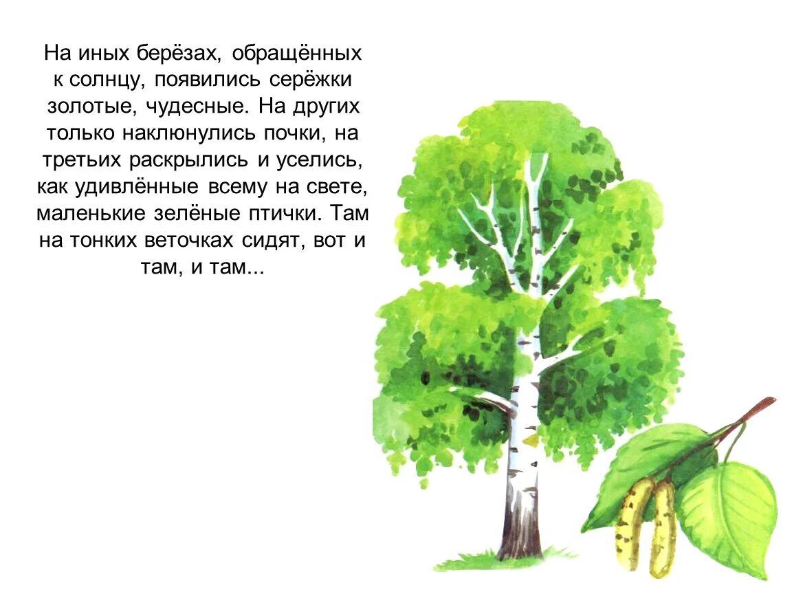 На березке появились. Пришвин на иных березах. Пришвин на иных березах текст. Береза. На иных берёзах обращённых.