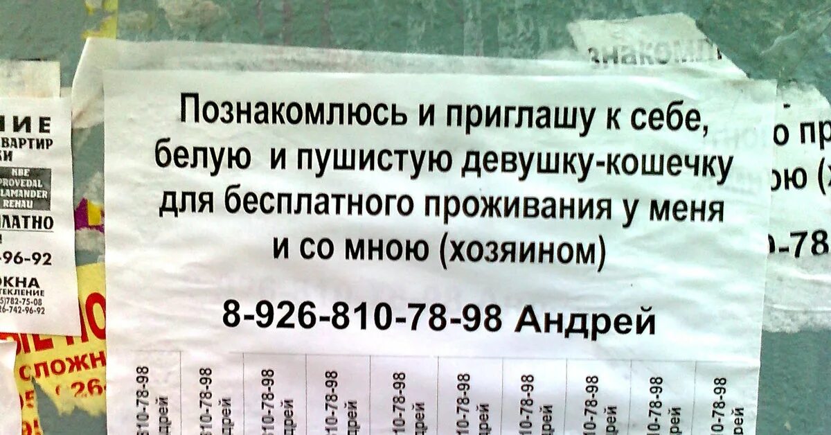 Подам объявление москва. Смешные объявления. Объявления приколы. Шуточные объявления. Объявления с юмором.