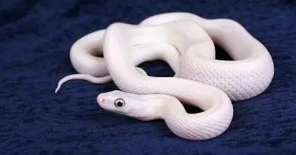 Фото белых змей. Приснилась змея беременной: к чему снится змея беременной девушке.