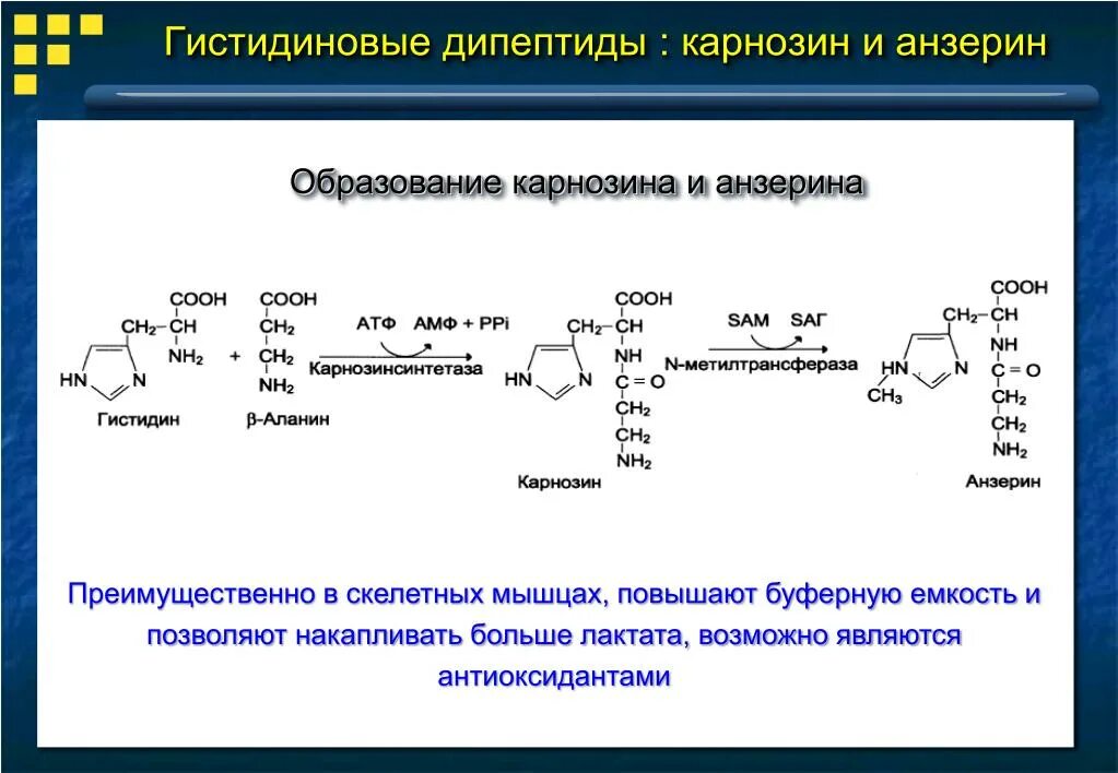 Образец дипептида природного. Карнозина и анзерина. Синтез анзерина биохимия. Гистидиновый дипептид карнозин. Карнозин функции биохимия.