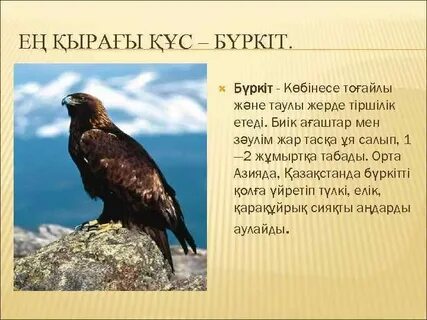 Бүркіттің жеке эскорттары