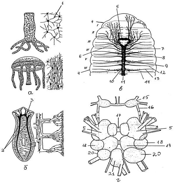 Строение нервной системы беспозвоночных. Типы нервной системы у беспозвоночных. Строение ортогональной нервной системы беспозвоночных. Нервная система беспозвоночных животных. Сеть нервных клеток у каких беспозвоночных