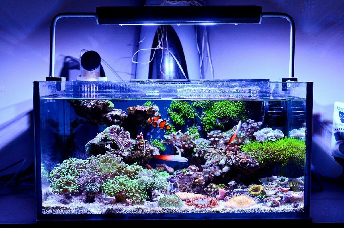 Аквариум значение. Морской аквариум nano reef. aquael nano reef. нано риф аквариум. нано риф 40 литров.