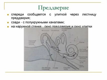 Окно улитки
