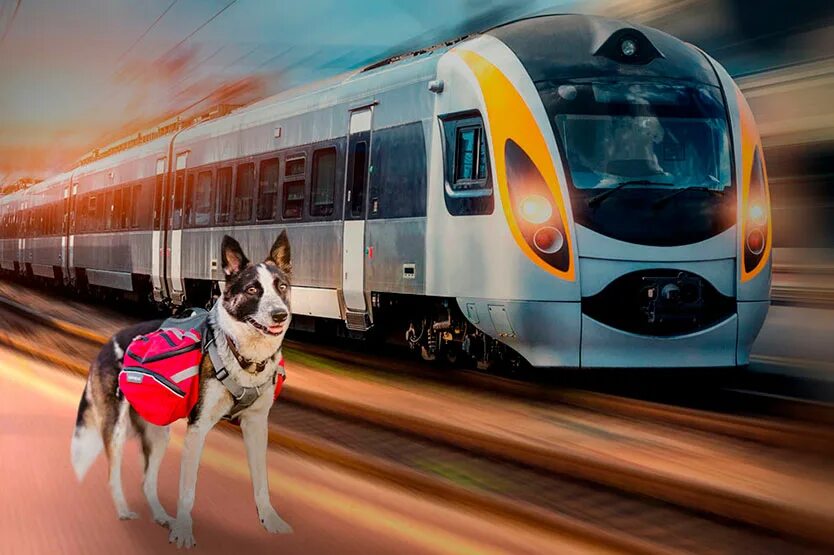 Транспорт животных. Вагон для животных. Собака в поезде. Поезд для животных. Животный ж д