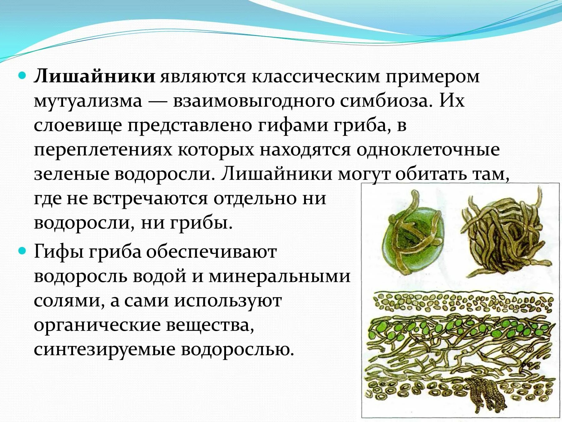 Функции водоросли в лишайнике. Лишайники строение и многообразие. лишайники характеристика кратко. характеристика лишайнико. лишайники одноклеточные водоросли и.
