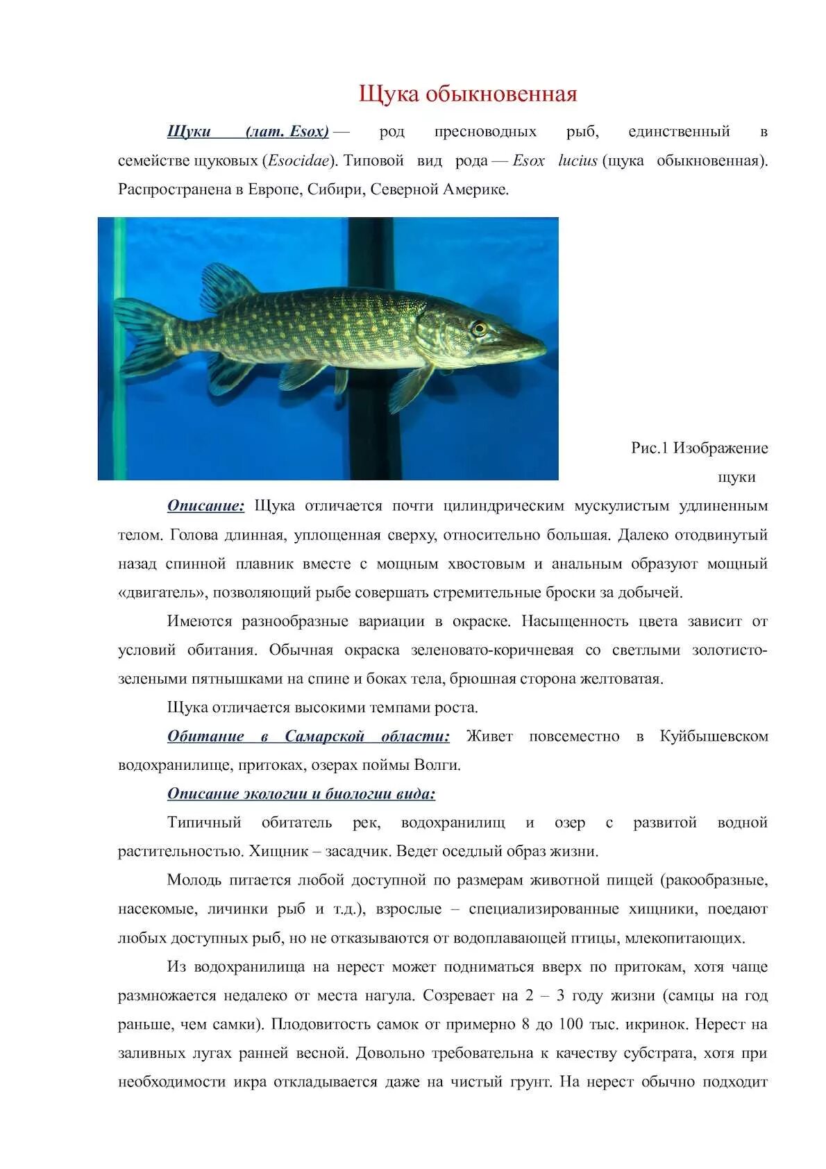 Щука обыкновенная внутреннее строение. Щука имеет плавники. Строение щуки. Щука и окунь. Щука и окунь тип.