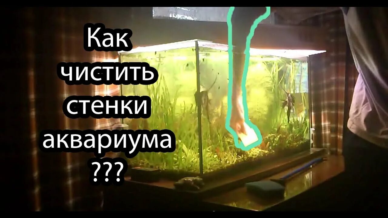 При чистке аквариума из него отлили. Как чистить стенки аквариума. чистка стекла аквариума изнутри. рыбки для очистки аквариума. рыбы аквариумные чистящие стенки.