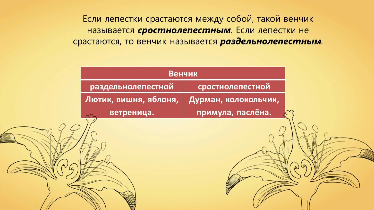 Околоцветник сливы. Строение цветка. Цветки лепестки венчика у которых срастаются. Венчик и чашечка цветка называются. Свободнолепестный венчик.