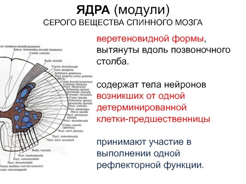 Локализация спинного мозга. Ядра боковых Рогов серого вещества. Собственное ядро спинного мозга функции. Ядра промежуточной зоны спинного мозга. Функциональное значение ядер серого вещества.