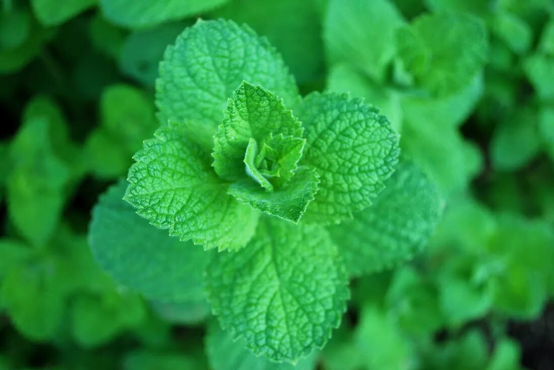 Mint фото. Мята круглолистная помо. Мята яблочная (Apple Mint). Мята перечная растение. Мята круглолистная Ананасминце.