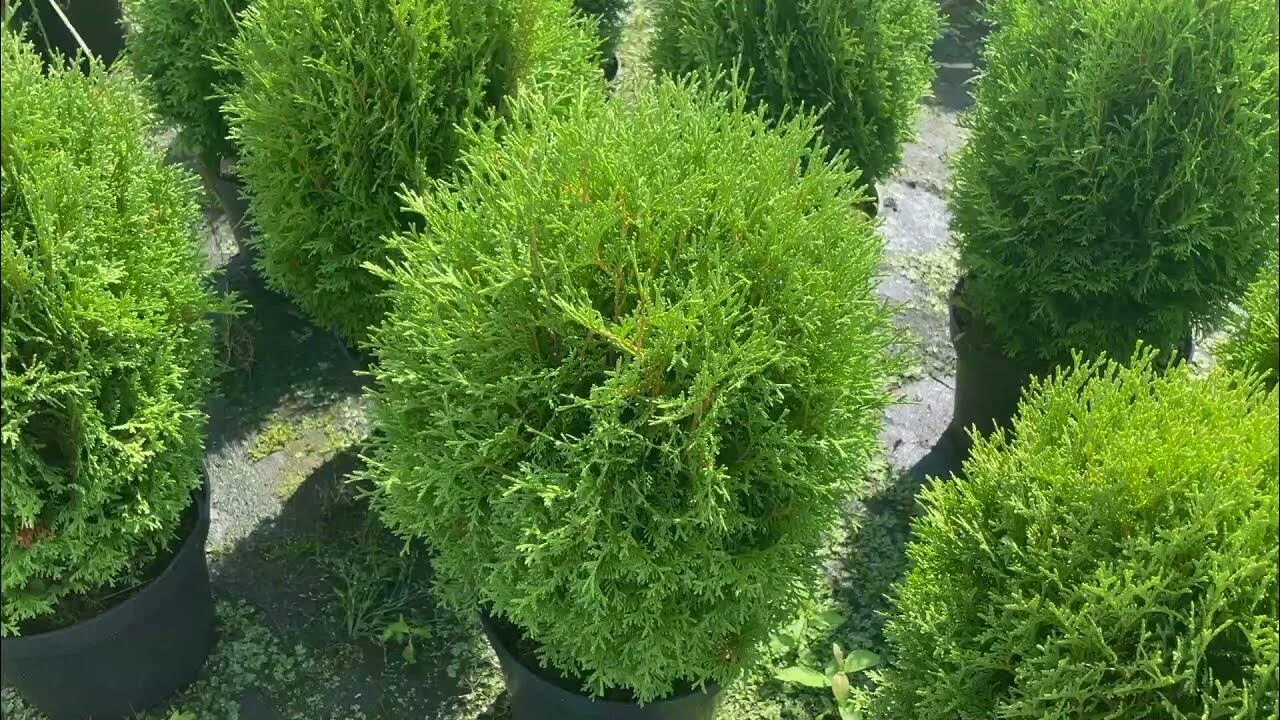 Туя западная тим тим. Туя тайни тим. туя западная hoveyi. туя шаровидная тини тим. туя западная тайни тим.