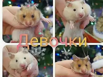 Код хомяк 7 8