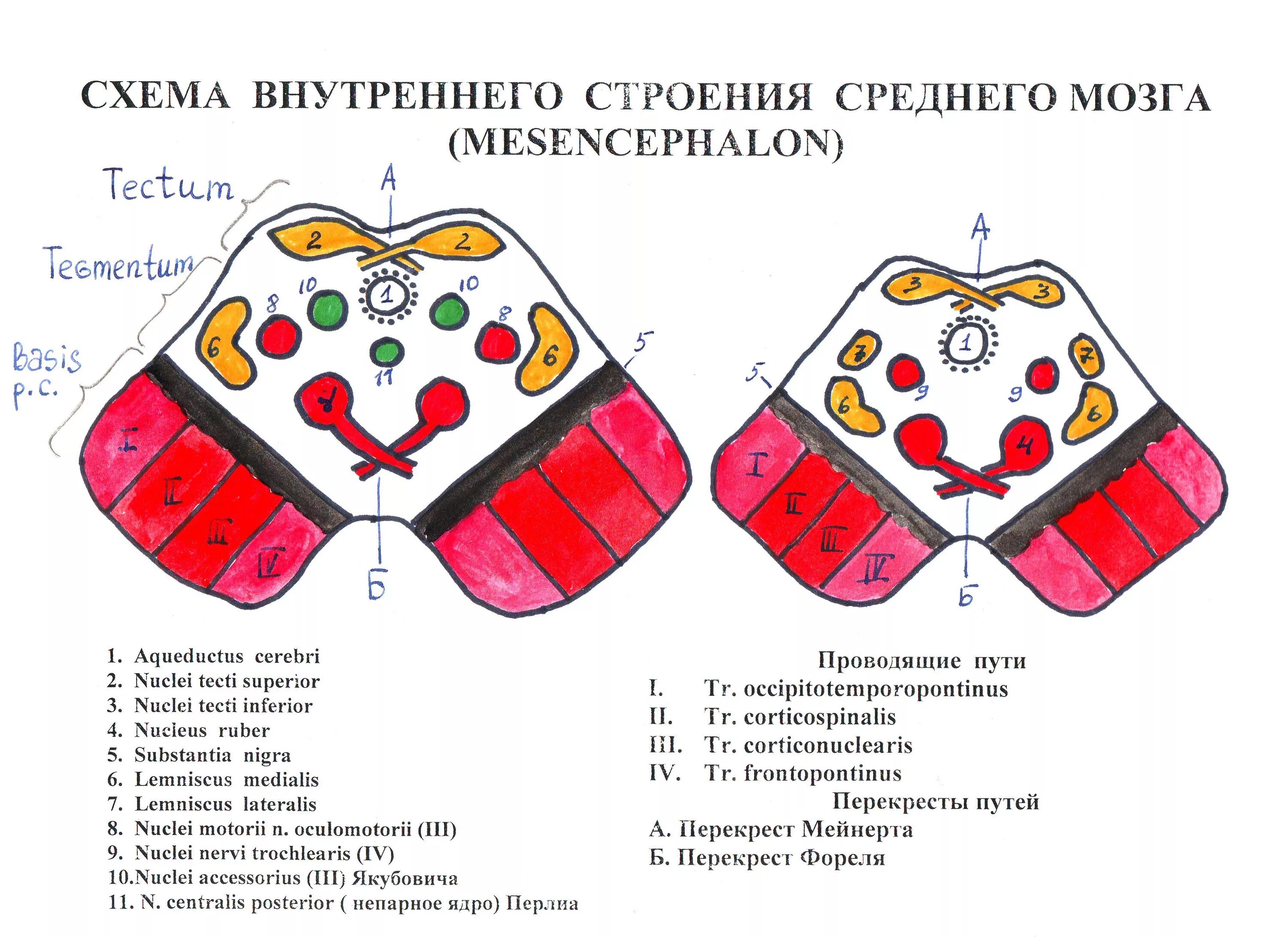 Схема поперечного разреза среднего мозга. Вентральный перекрест покрышки среднего мозга. Вентральный перекрест фореля. Вентральный перекрест фореля. Красноядерно-спинномозговой путь.