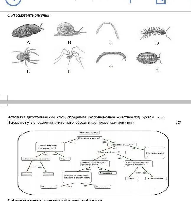 Дихотомические ключи в биологии. Дихотомический ключ растения. Классификация беспозвоночных животных. Рассмотрите рисунки используя дихотомический ключ. Контрольная работа беспозвоночные 7 класс